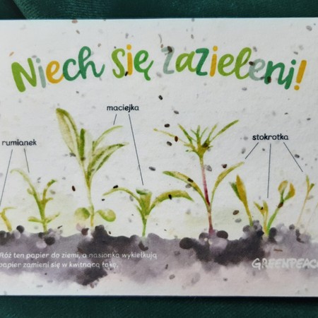 Kartka „Niech się zazieleni!” dla Greenpeace z rysunkiem rumianku, maciejki i stokrotki na papierze z nasionami